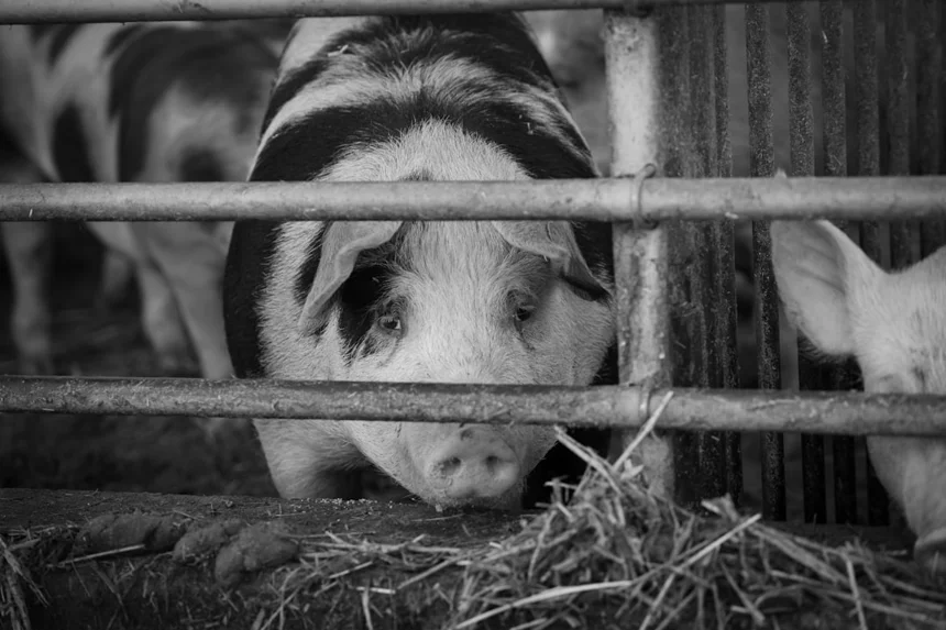 Animal welfare