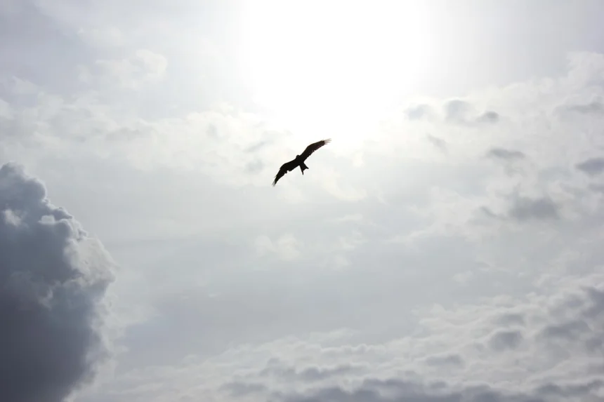 Freedom