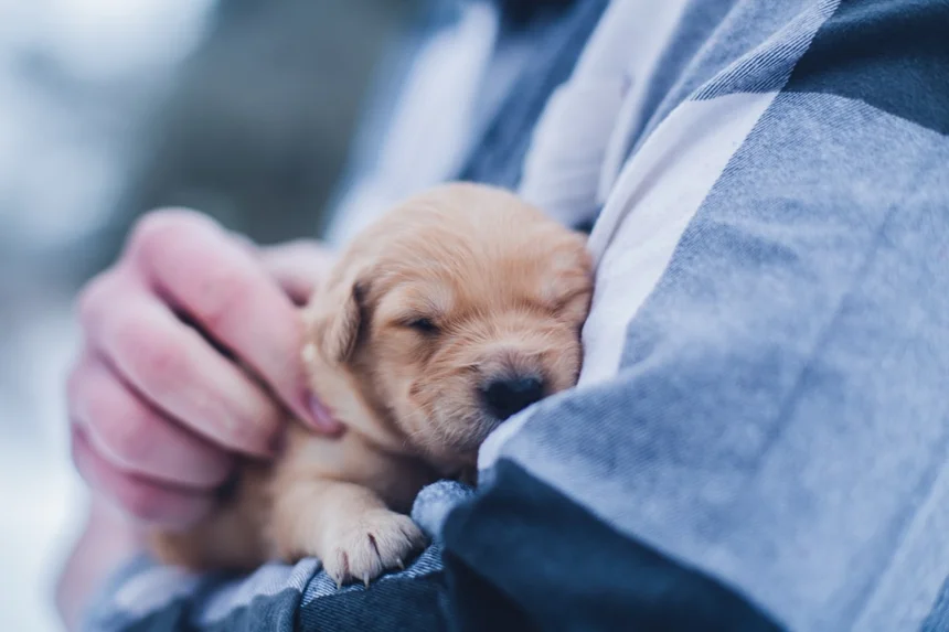 Pet Care