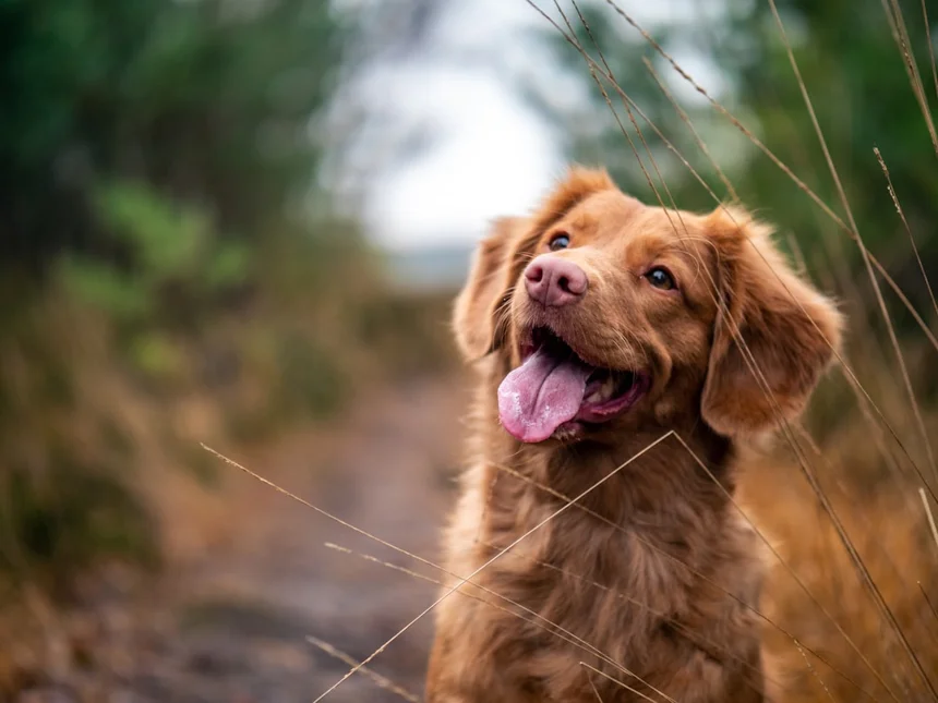 Pet Care