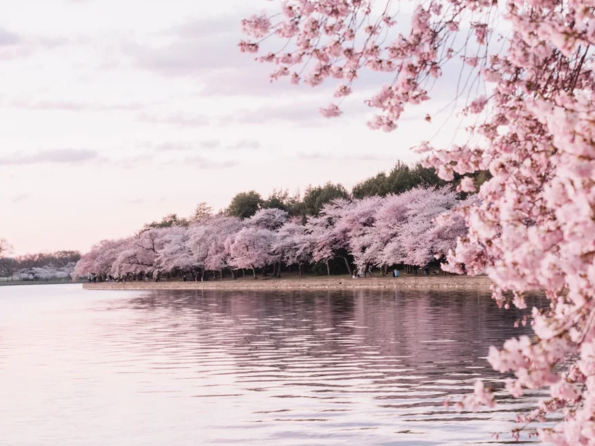 Cherry blossom
