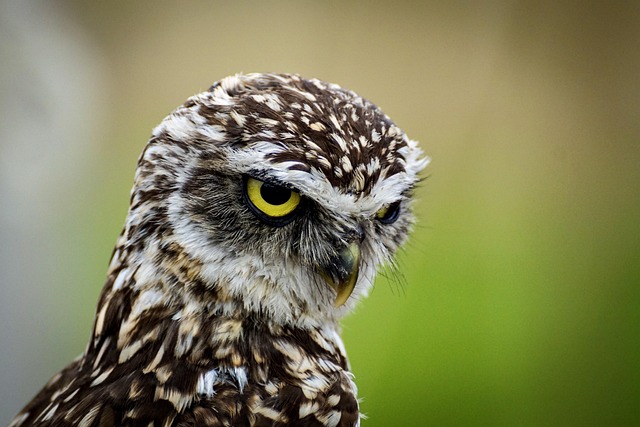Night owl watching tour in Japan