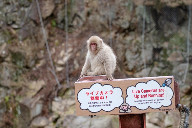 일본온천여행