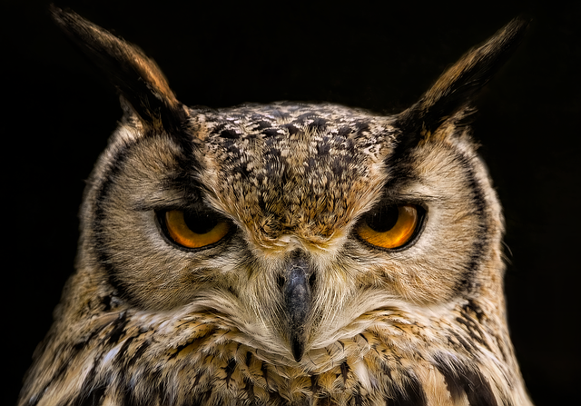 Owl in natural habitat in Japan
