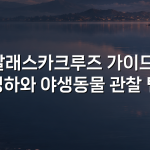 알래스카크루즈 가이드: 빙하와 야생동물 관찰 팁